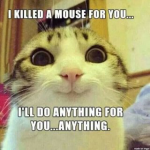 DP BBM I Killed A Mouse For You
