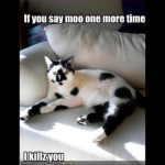 DP BBM If You Say Moo One More Time
