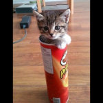 DP BBM Kucing Lucu dalam Kaleng